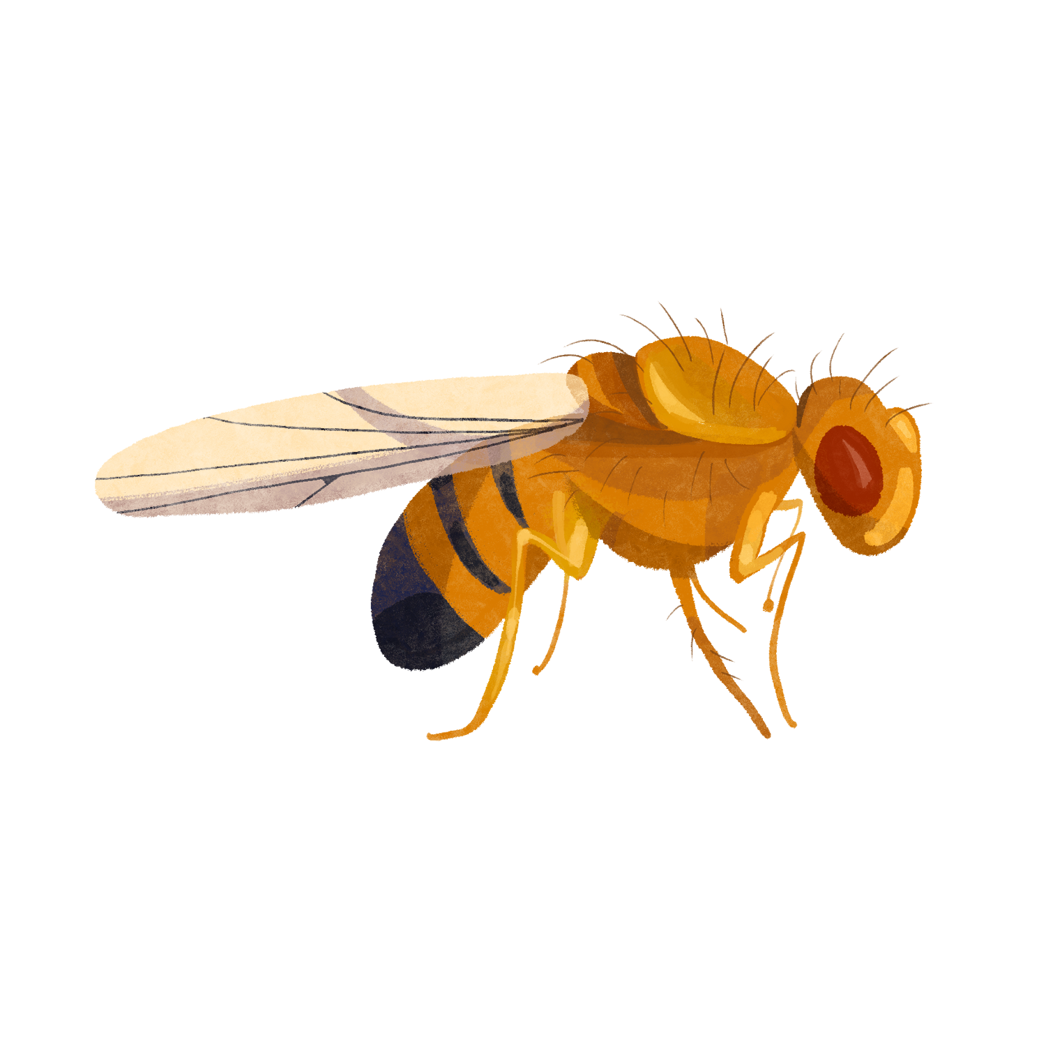 bee