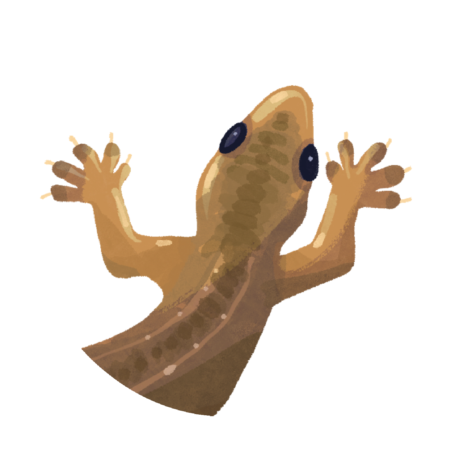 lizard