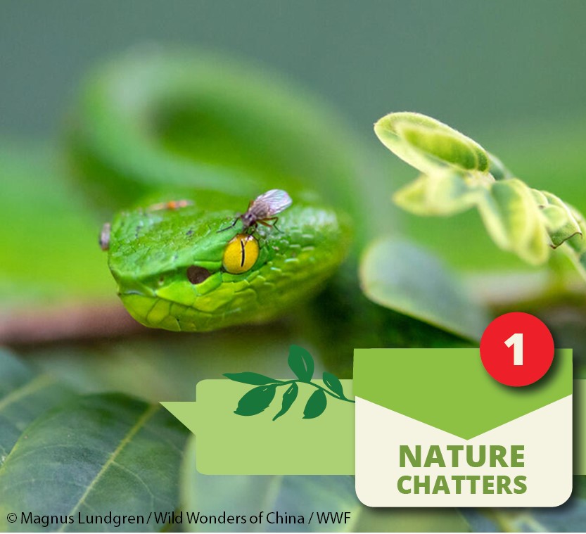 Nature Chatters