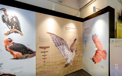 Birds Around Us